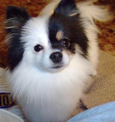 Dogs for Sale in CA