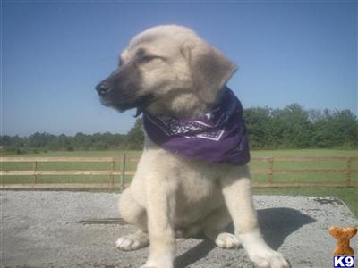 Anatolian Shepherd Dog Puppies for Sale