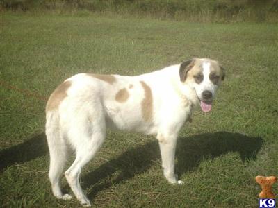 Anatolian Shepherd Dog Puppies for Sale