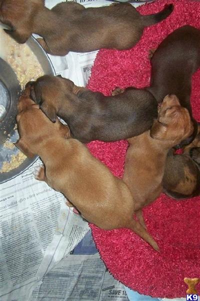 Puppies in MD