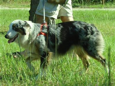 Dogs - Australian Shepherd