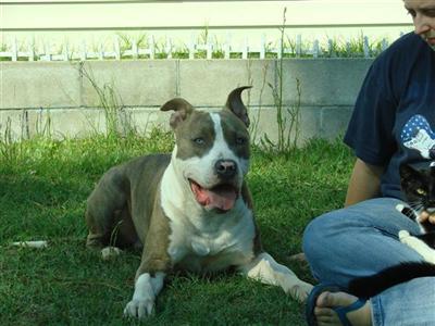 Stud Dogs - American Pit Bull