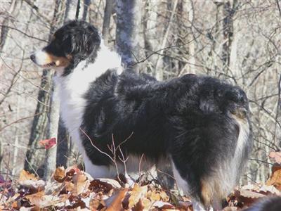 Stud Dogs in GA