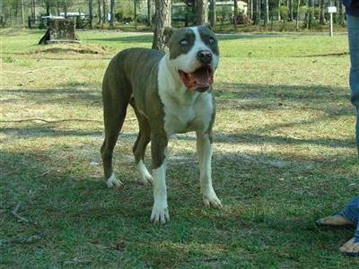 Puppies in GA