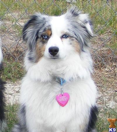 Australian Shepherd Puppies for Sale