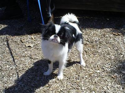 Stud Dogs - Japanese Chin