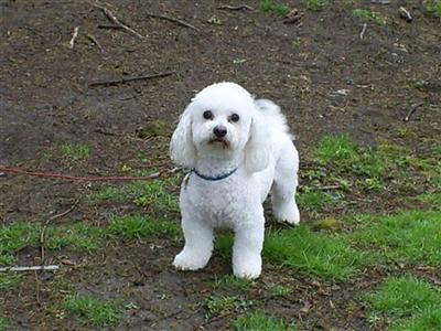 Stud Dogs - Bichon Frise