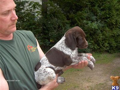 Puppies in WI