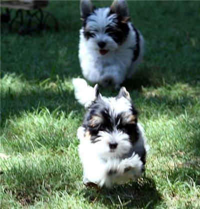 Biewer Yorkshire Terriers Puppies for Sale