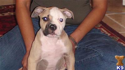 American Bulldog Puppies in TX