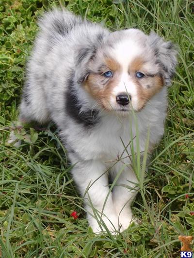 Australian Shepherd Puppies in