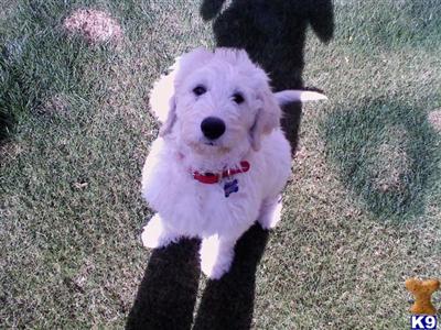 Stud Dogs - Goldendoodles