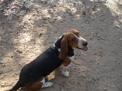 Basset Hound Puppies for Sale