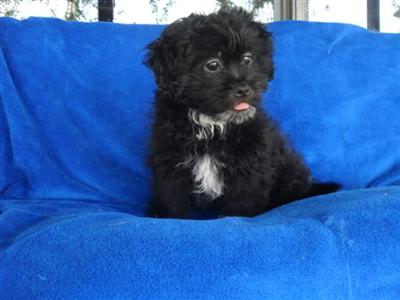 Mixed Breed Puppies for Sale