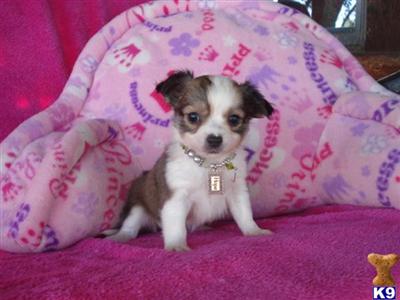 Puppies in CISCO