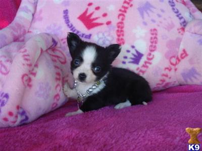 Puppies in CISCO