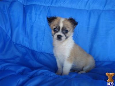 Puppies in CISCO