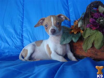 Puppies in CISCO