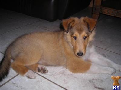 Collie Puppies for Sale
