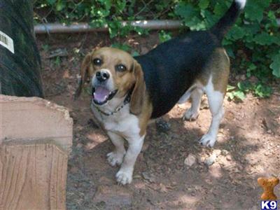 Dogs - Beagle