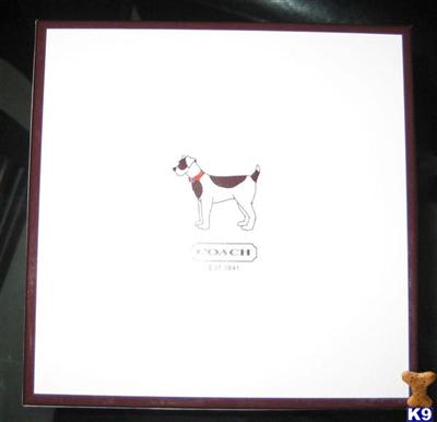 Used Dog Supplies for Sale