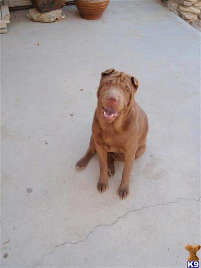 Dogs - Chinese Shar-Pei