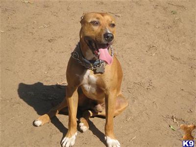 Stud Dogs in CA