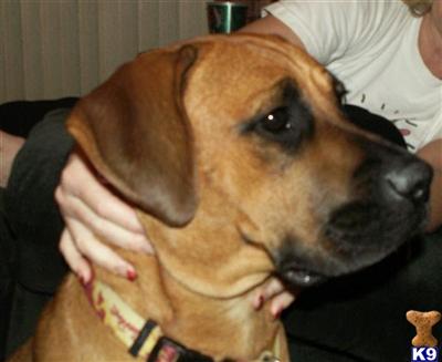 Female Dogs