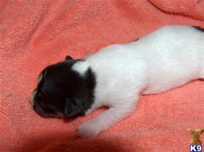 Rat Terrier Puppies for Sale