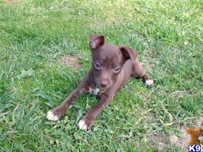 Rat Terrier Puppies for Sale