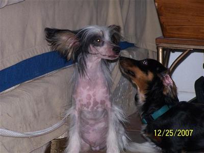 Dogs - Chinese Crested