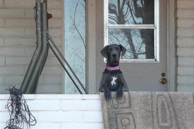 Dogs - Great Dane