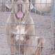 Dogs for Sale in AZ