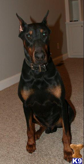 Stud Dogs - Doberman Pinscher