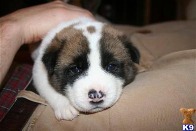 Akita Puppies in AL