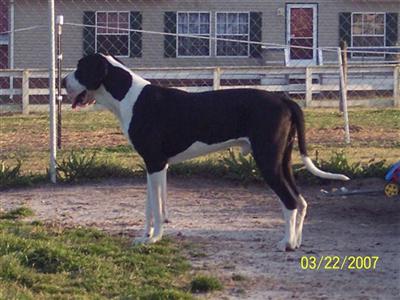 Stud Dogs - Great Dane