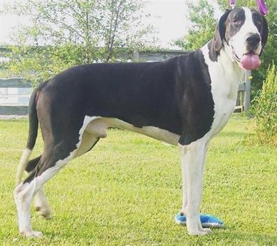 Dogs - Great Dane