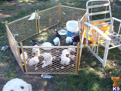 Old English Sheepdog Puppies for Sale