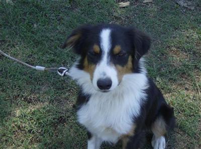 Dogs for Sale in TN