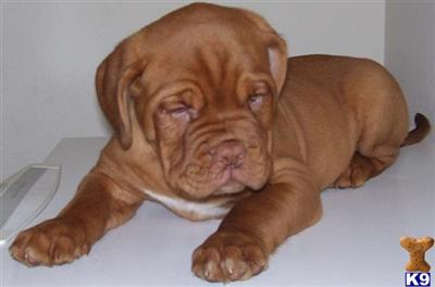 Puppies for Sale
