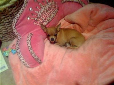 Stud Dogs - Chihuahua