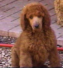 Portuguese Water Dog Puppies for Sale