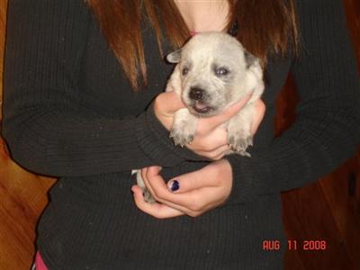 Puppies in ME