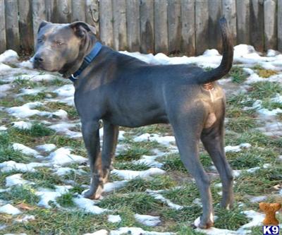 Dogs for Sale in NJ