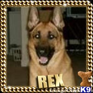 Stud Dogs in RI