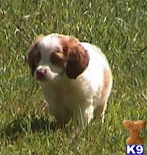 Brittany Puppies for Sale
