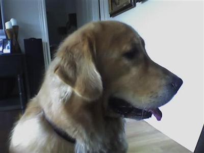 Stud Dogs - Golden Retriever
