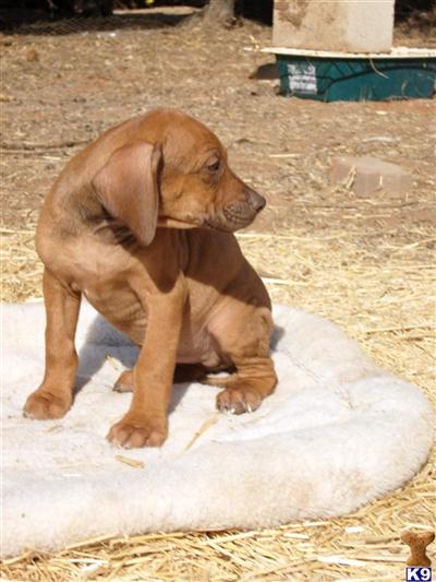 Rhodesian Ridgeback Puppies for Sale