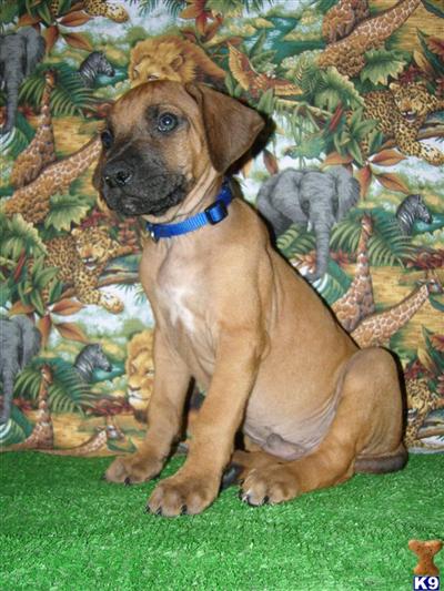 Rhodesian Ridgeback Puppies for Sale