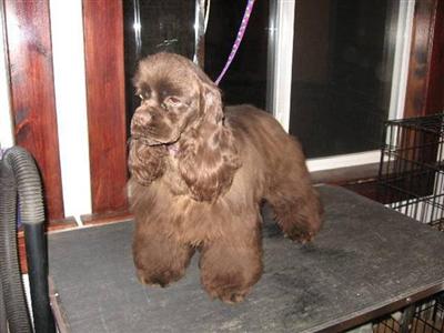 Dogs for Sale in OH